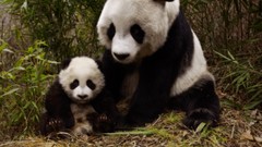 Nature Animals panda bears
