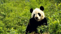 Nature Animals panda bears