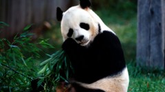 Nature Animals panda bears