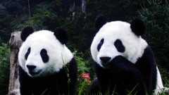 Nature Animals panda bears