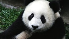 Nature Animals panda bears