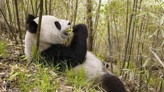 Nature Animals panda bears