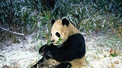 Nature Animals panda bears