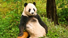 Nature Animals panda bears