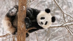 Nature Animals panda bears