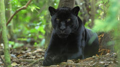 Nature Animals panthers