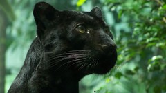 Nature Animals panthers