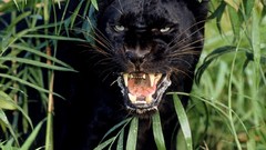 Nature Animals panthers