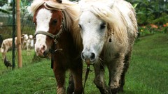Nature Animals paradise Horses Philippines