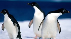 Nature Animals Penguins