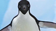 Nature Animals Penguins