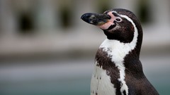 Nature Animals Penguins