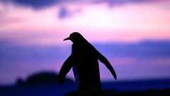 Nature Animals Penguins Alaska silhouettes upscaled