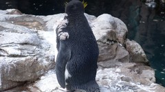 Nature Animals Penguins Rockhopper penguins