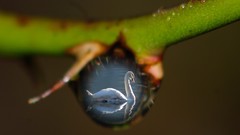 Nature Animals Photographers