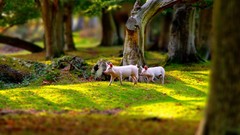 Nature Animals pigs