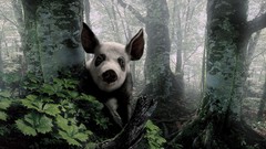 Nature Animals pigs forests panda bears