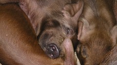 Nature Animals pigs piglets baby animals