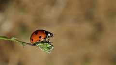 Nature Animals Plants insects depth of field ladybirds