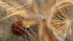 Nature Animals Plants insects ladybirds