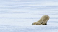 Nature Animals Polar Bears