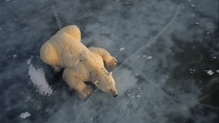 Nature Animals Polar Bears