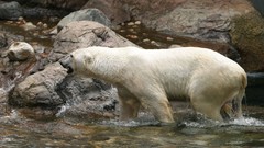 Nature Animals Polar Bears