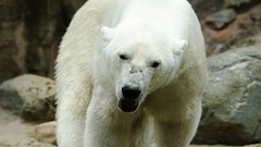 Nature Animals Polar Bears