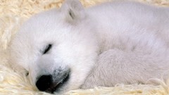 Nature Animals Polar Bears