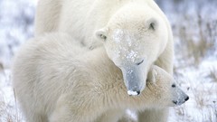 Nature Animals Polar Bears baby animals