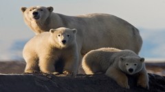 Nature Animals Polar Bears white bear