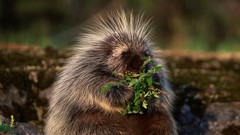 Nature Animals porcupines
