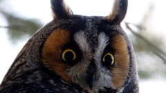 Nature Animals portraits