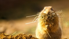 Nature Animals prairie dogs