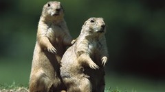 Nature Animals prairie dogs