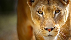Nature Animals predator Wild Lions