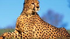 Nature Animals predator wildlife