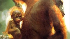 Nature Animals primates orangutans