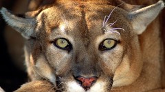 Nature Animals puma