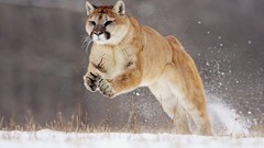 Nature Animals puma