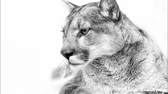 Nature Animals puma grayscale
