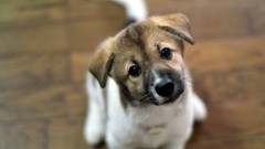 Nature Animals Puppies