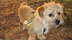 Nature Animals Puppies Dogs