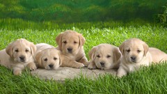 Nature Animals Puppies Dogs