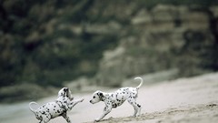 Nature Animals Puppies Dogs Dalmatians
