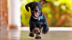 Nature Animals Puppies Dogs running dachshund bokeh