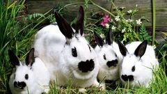 Nature Animals rabbits