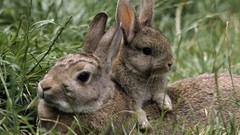 Nature Animals rabbits