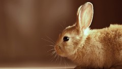 Nature Animals rabbits