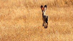 Nature Animals rabbits